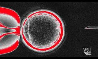 Science News: Scientists Clone a Human Embryo!