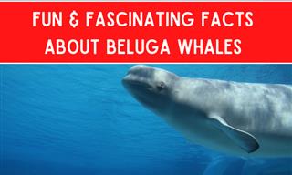 Beluga Whales Are Such Charismatic Creatures!