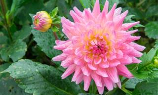 7 Plants That Naturally Keep Pests Out of Your Home