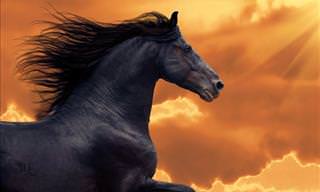 10 of the World's Most Beautiful Horses