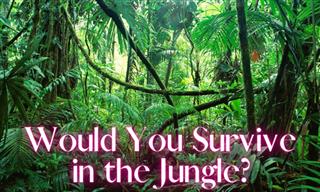 Quiz: Can You Survive in the Jungle?