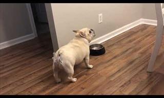 This Doggie is NOT Liking His New Diet, And He Complains...
