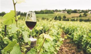 6 Wine Facts and Puns To Lift Your Spirits