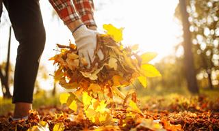 Genius Ways to Reuse Autumn Leaves in the Garden
