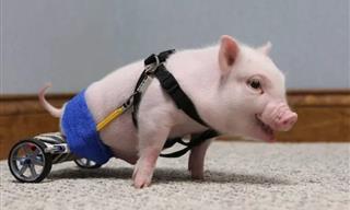 16 Inspiring Animals with Next-Level Prosthetic Limbs