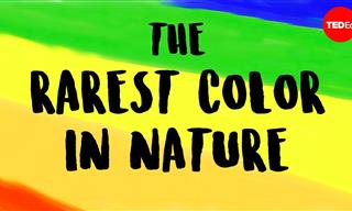 Discover the Science Behind Nature’s Rarest Colors