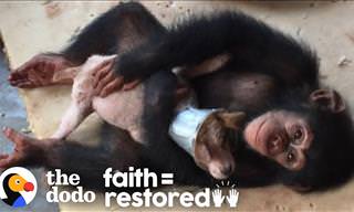 Dying Puppy Saved by a Vets Running a Chimp Shelter