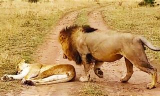 "Oops, My Bad!" – This Lion Was Flirting with Danger