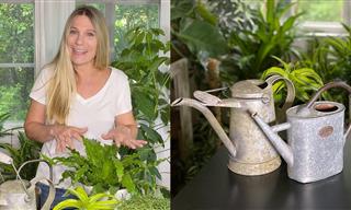 Gardening Tips - How Much Should You Water Houseplants?