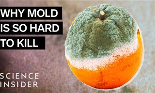 Why Mold is So Hard to Kill