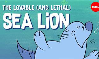 The Secret World of Sea Lions