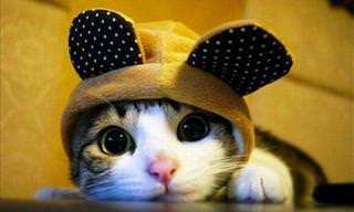 22 Cats and Their Silly Looking Hats