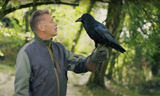 This Super Smart Raven is Definitely No Birdbrain