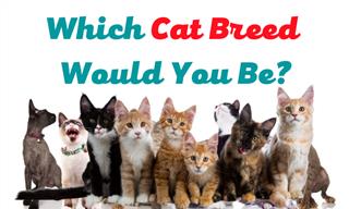 Which Breed of Cat Are YOU?