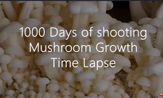 Nature in Fast-Forward: 1000 Days of Mushrooms
