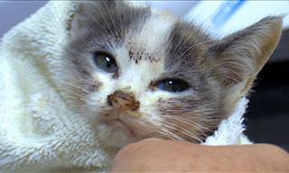 5 Kitten Rescue Stories