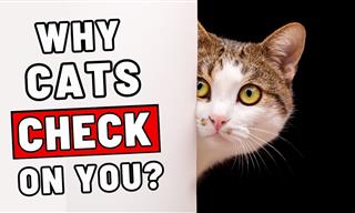 Why is Your Cat Constantly Checking Up on You?