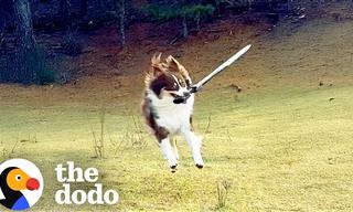 This Dog Play-Fights Her Humans... With a Sword!