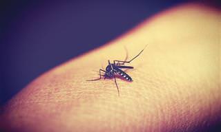 The Drawbacks of Using an Electric Mosquito Killer