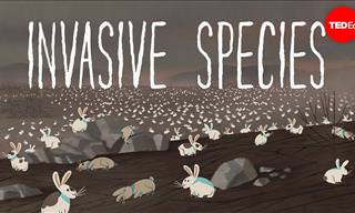 The Science Behind Invasive Species Explained