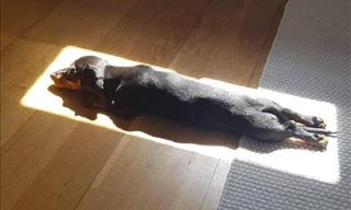 These Photos of Animals Enjoying the Sun Are Too Cute!
