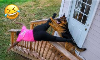 The Funniest Dog Clips of the Year So Far!
