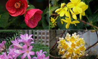10 Colorful Flowers That Grow Beautifully Even in the Winter