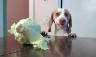 This Dog Loves Lettuce a Bit Too Much...