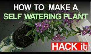 Brilliant: How to Make a Self-Watering Plant!