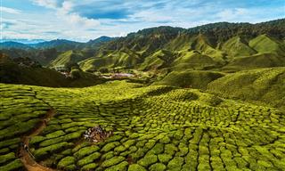 It’s Hard to Believe How Gorgeous These Tea Gardens Are