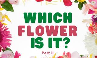 QUIZ: Which Flower IS It? (Part II)