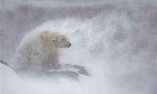 European Wildlife Photographer of the Year: Winning Pics