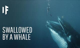 What Would Happen If You Got Swallowed by a Whale?