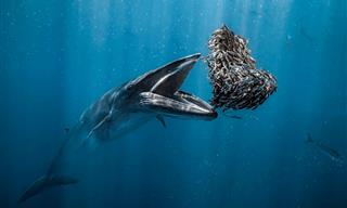 18 Stunning Images That Capture the Majesty of the Ocean