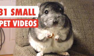 31 Adorable Tiny Pet Moments
