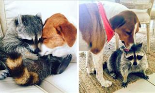 These Pictures of Pets Growing Up Together Are Adorable