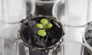 We Now Have Hope That Plants Can Be Grown on the Moon