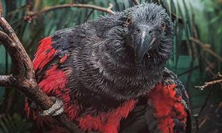 Meet the Dracula Parrot, a Rare Vulture-Parrot Hybrid