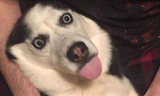 Funny Dog Snapchat Photos