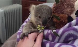 Meet Imogen, the Baby Koala
