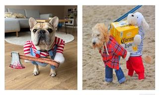 Dogs in Costumes: The Real Winners of Halloween!