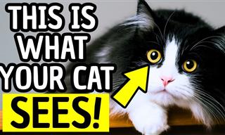 How Do Cats TRULY See Humans?