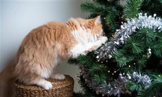 How to Keep Your Pets Away From the Christmas Tree