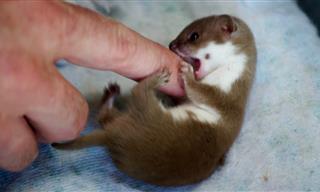 Playing With a Baby Weasel - ADORABLE!