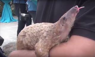 Watch: Pangolins Are Just the Cutest!