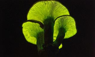 These Rare Mushrooms Can Glow In the Dark