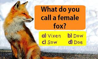 Can You Pass Our Animal Vocabulary Quiz?