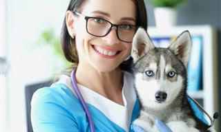 12 Things Veterinarians Want You to Know