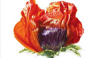 The Life of Poppies in Watercolor