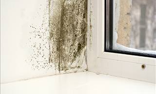 Banish Mold and Mildew Using These Simple Home Remedies!